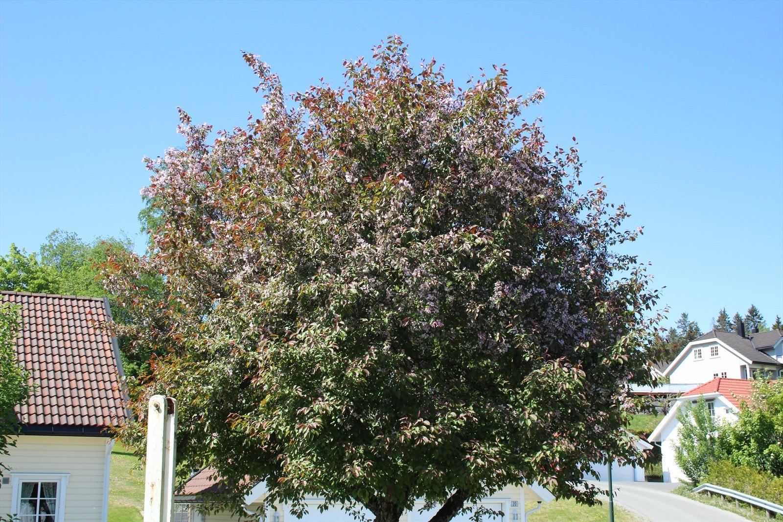 Selgers bilde. Galleribilde