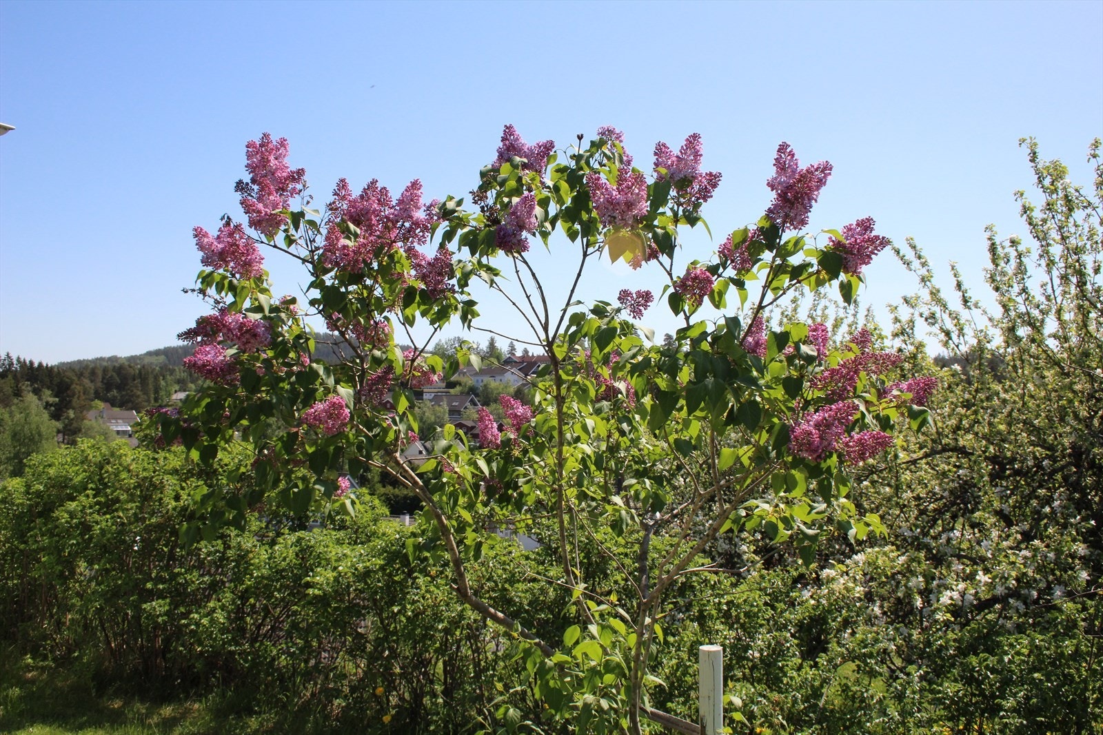 Selgers bilde. Galleribilde