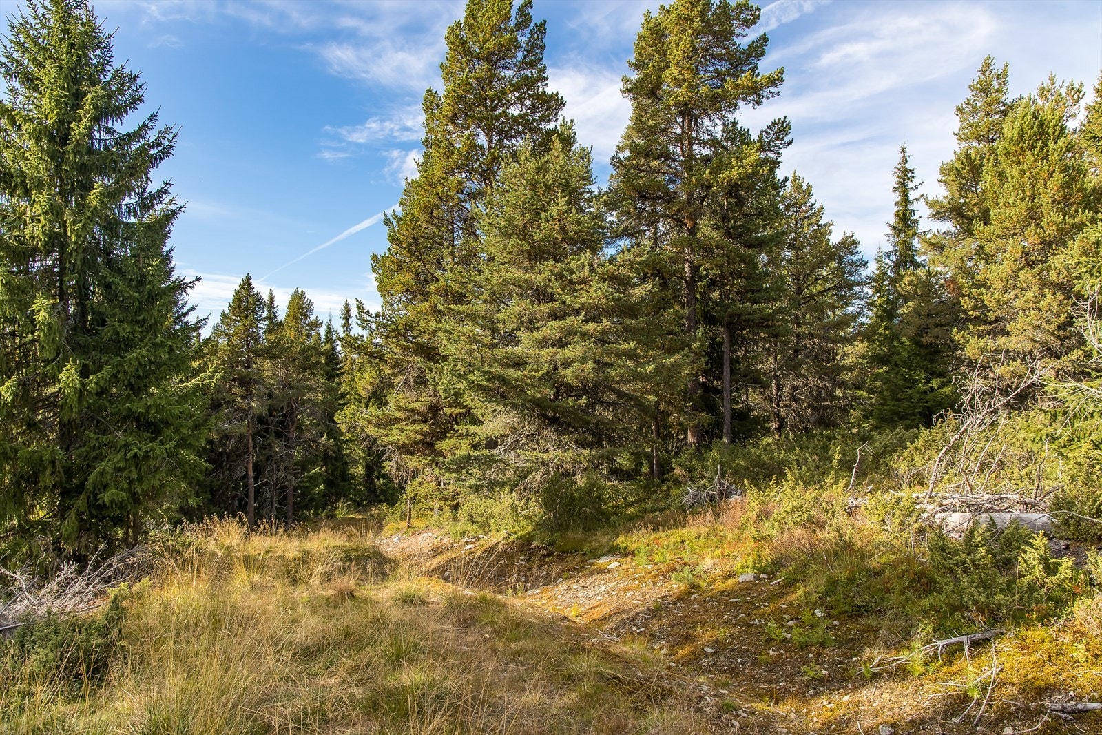I nærheten har man også bl.a. Årvillingen som er et populært badested på sommerstid, samt Furusjøen og Vålåsjøen. Galleribilde