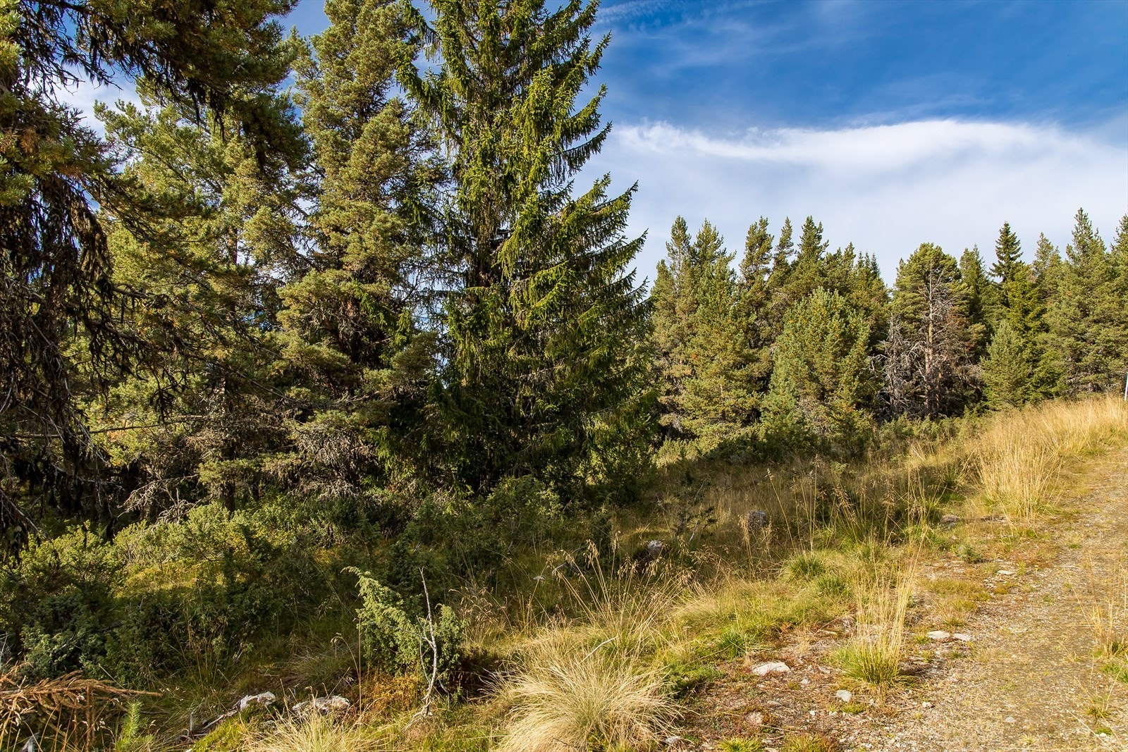 Ligger i noe hellende, samt skogbevokst terreng Galleribilde