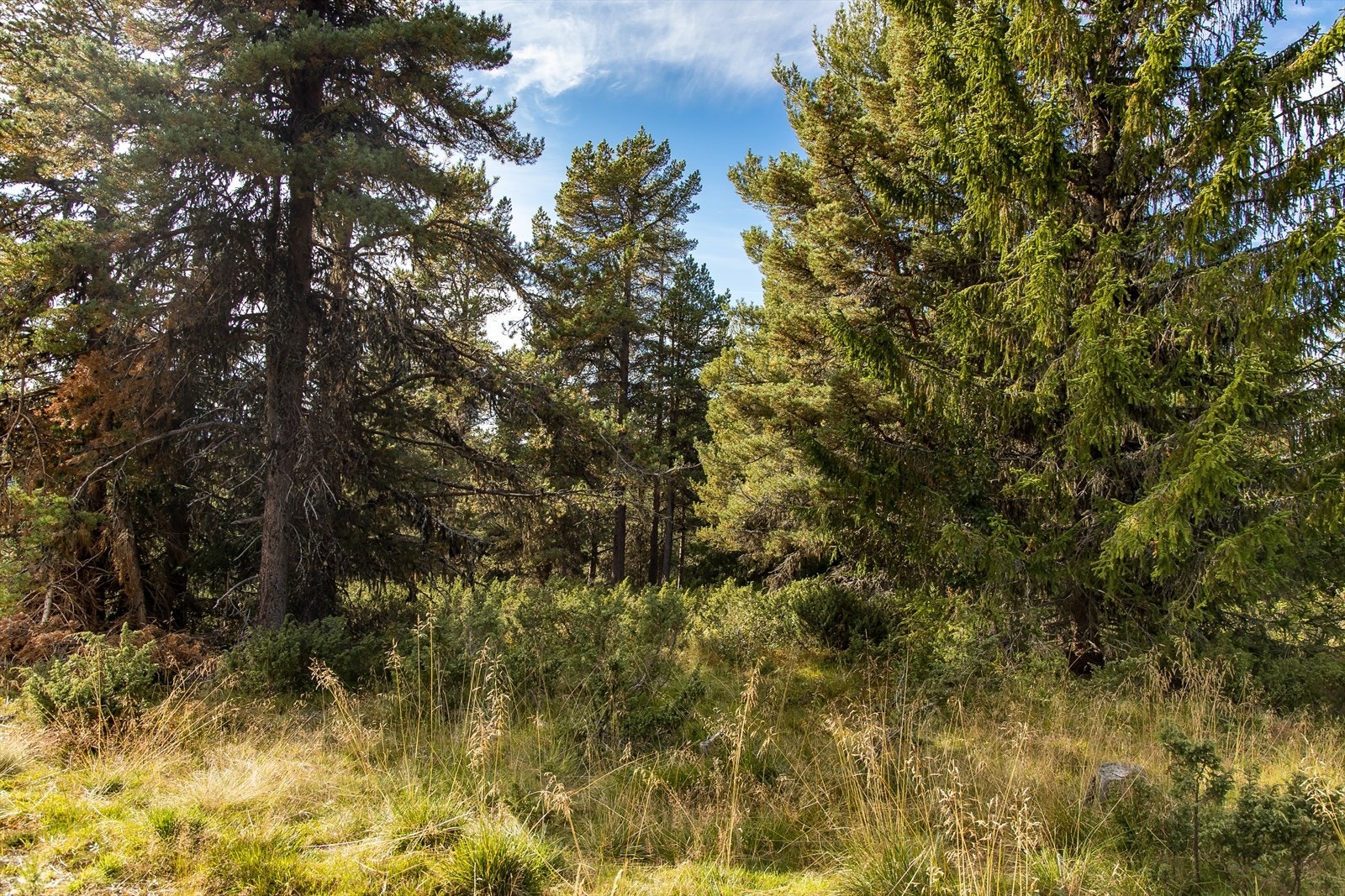 På vinteren kan området by på et godt etablert løypenett, med milevis av oppkjørte skiløyp Galleribilde