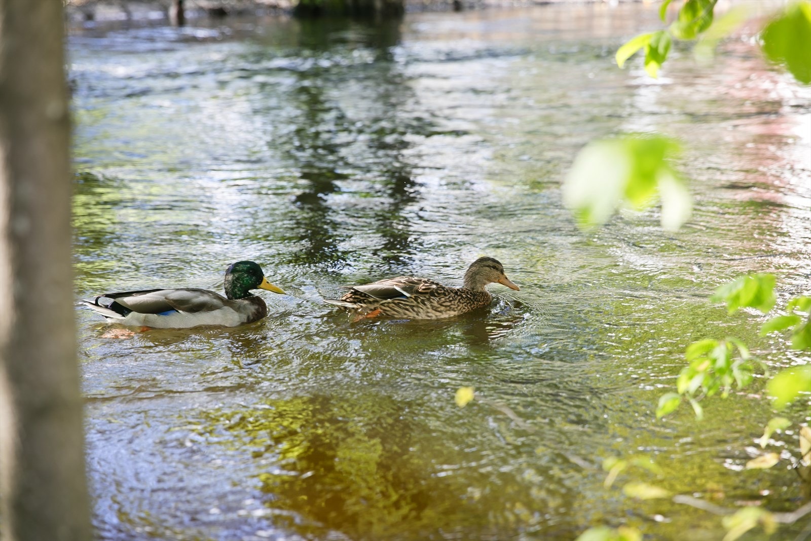 Hva med å ta en gåtur langs Akserselva? Galleribilde