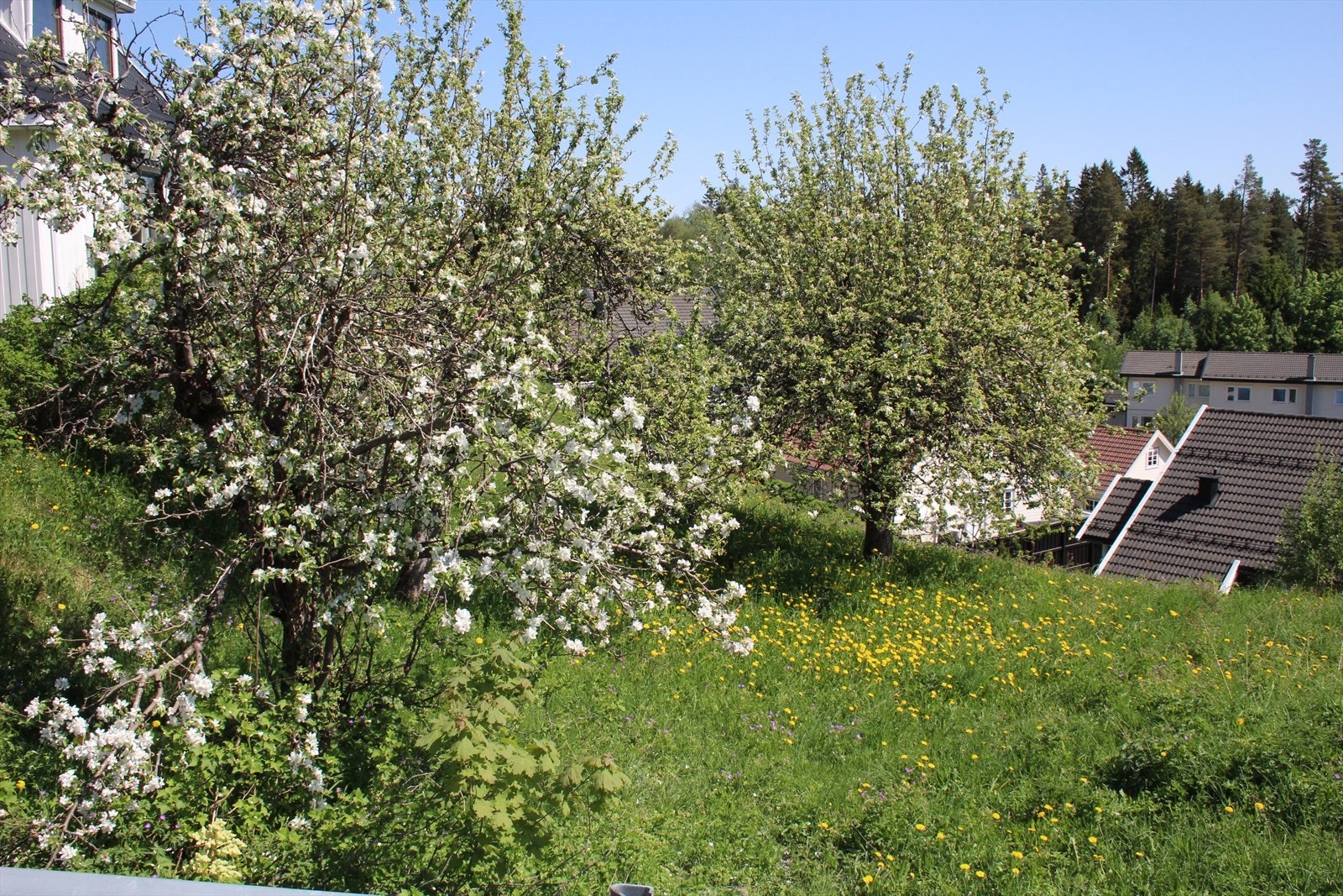 Selgers bilder. Galleribilde