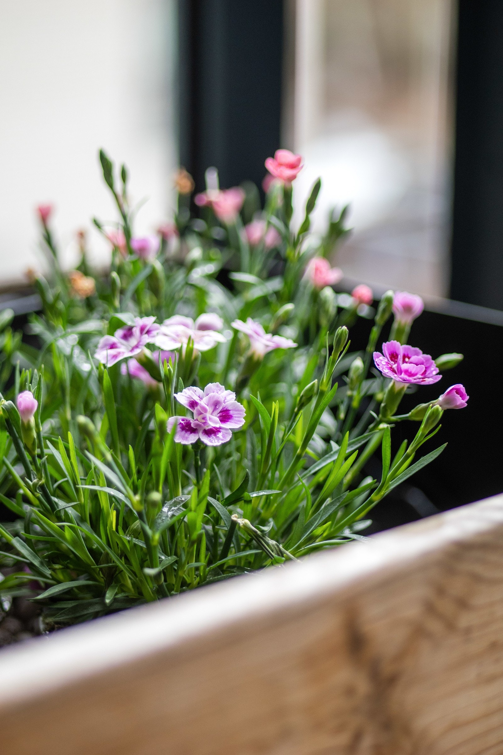 Friske blomster kan du kjøpe på Plantasjen Skullerud som ligger bare 300m. fra leiligheten. Galleribilde
