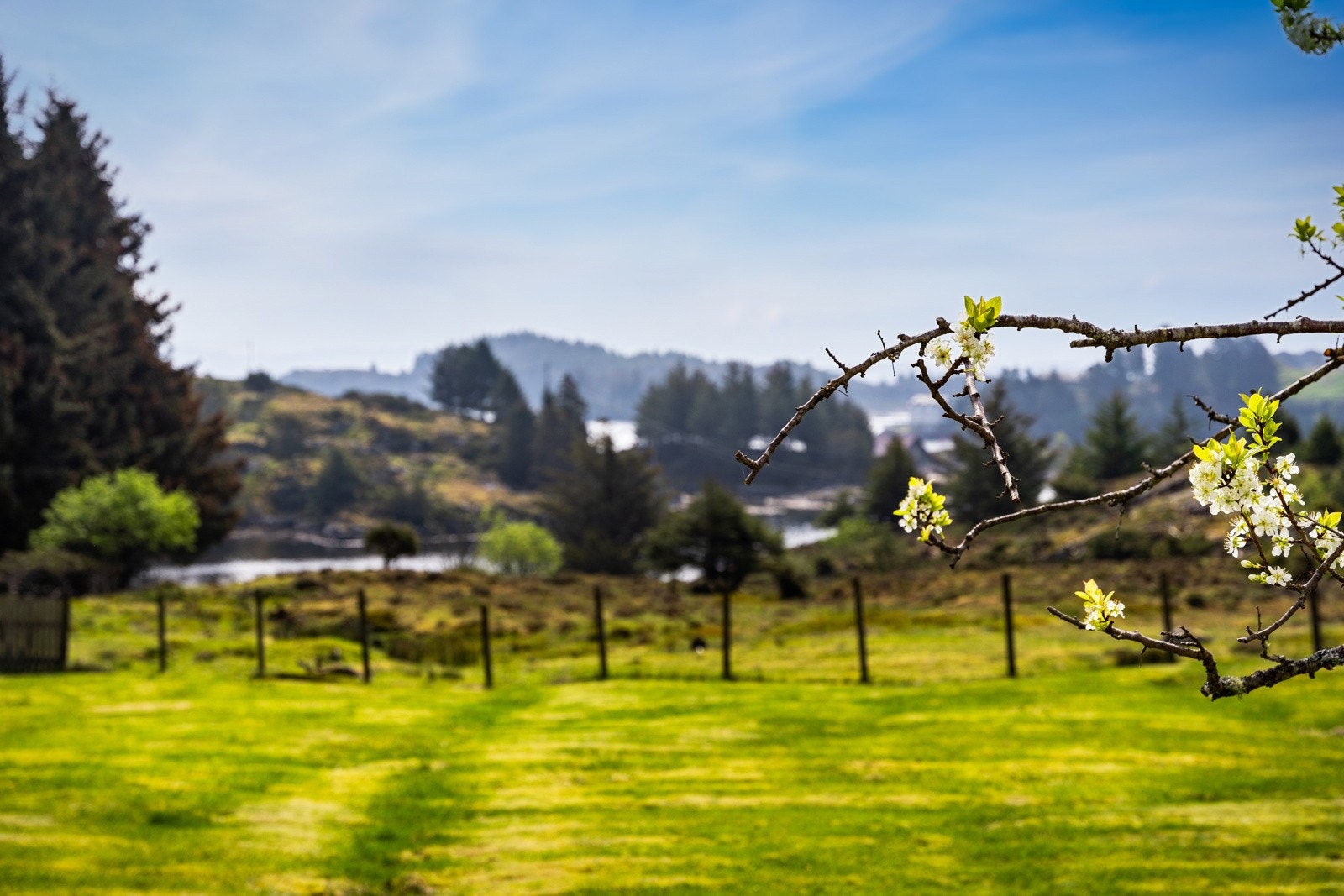Hage med naturtomt utenfor gjerdet, ned mot sjøen og strandlinjen. Galleribilde