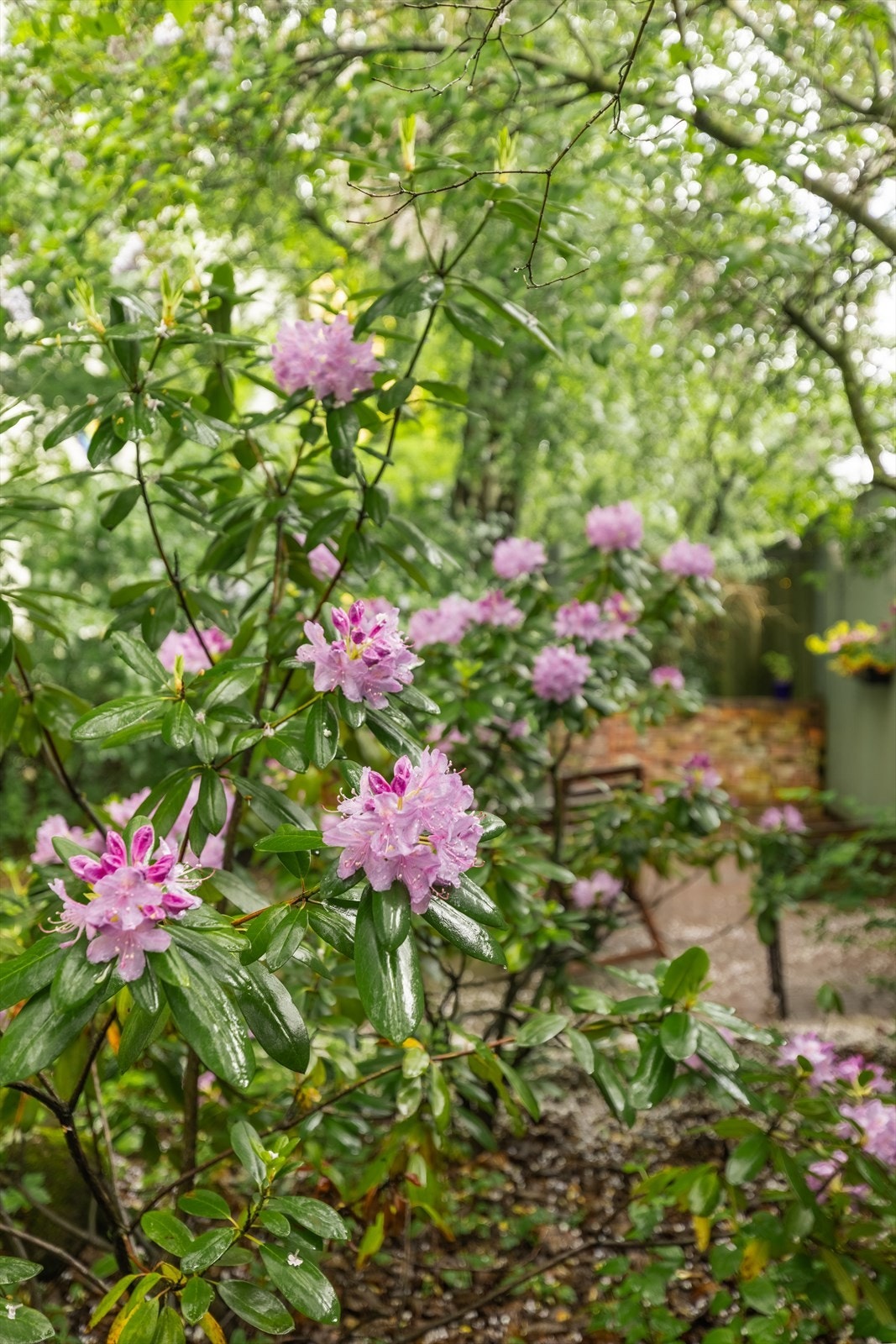 Nydelig beplantning og flere vakre blomsterarter i bakgården. Galleribilde