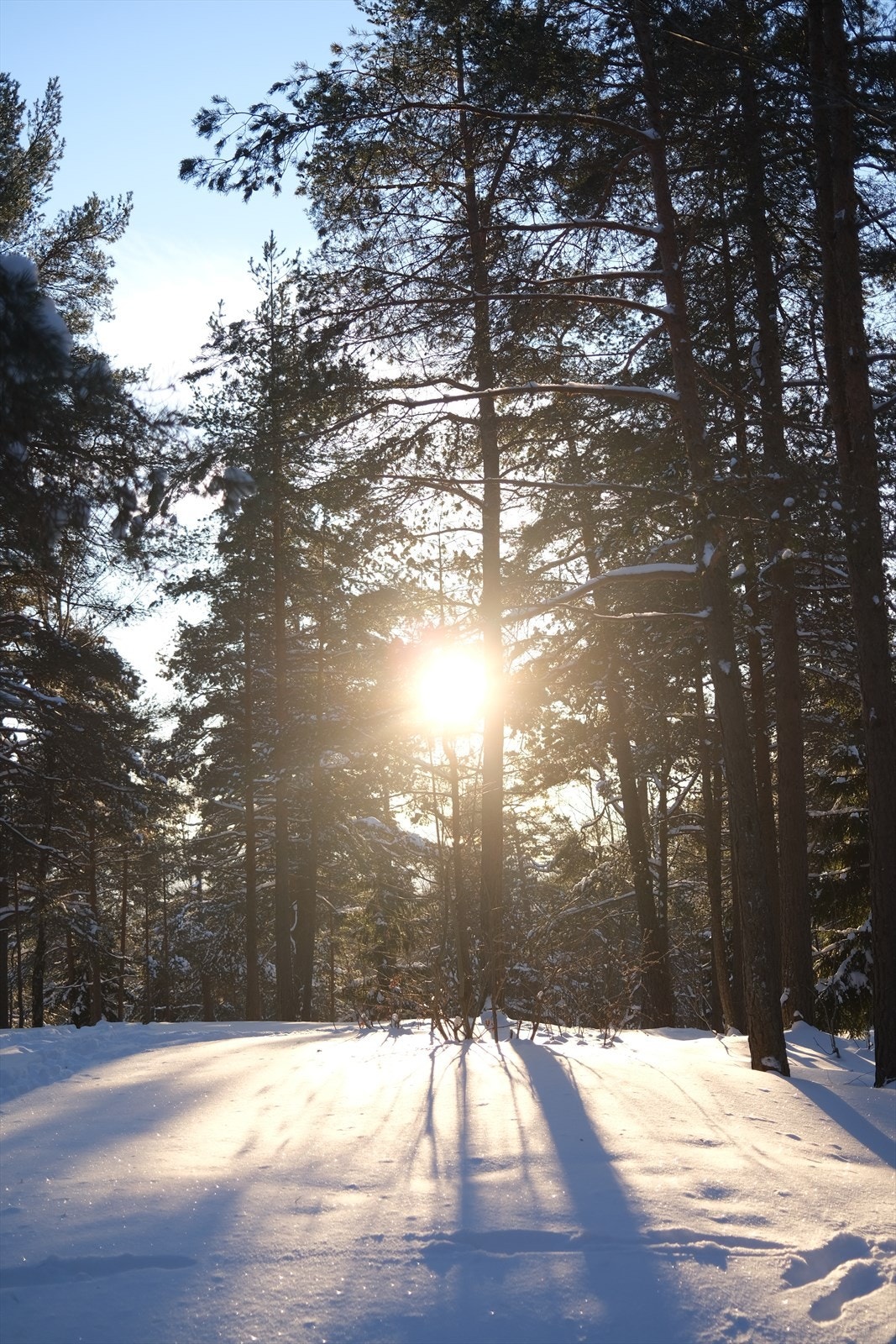 Selgers vinterbilde fra marka Galleribilde