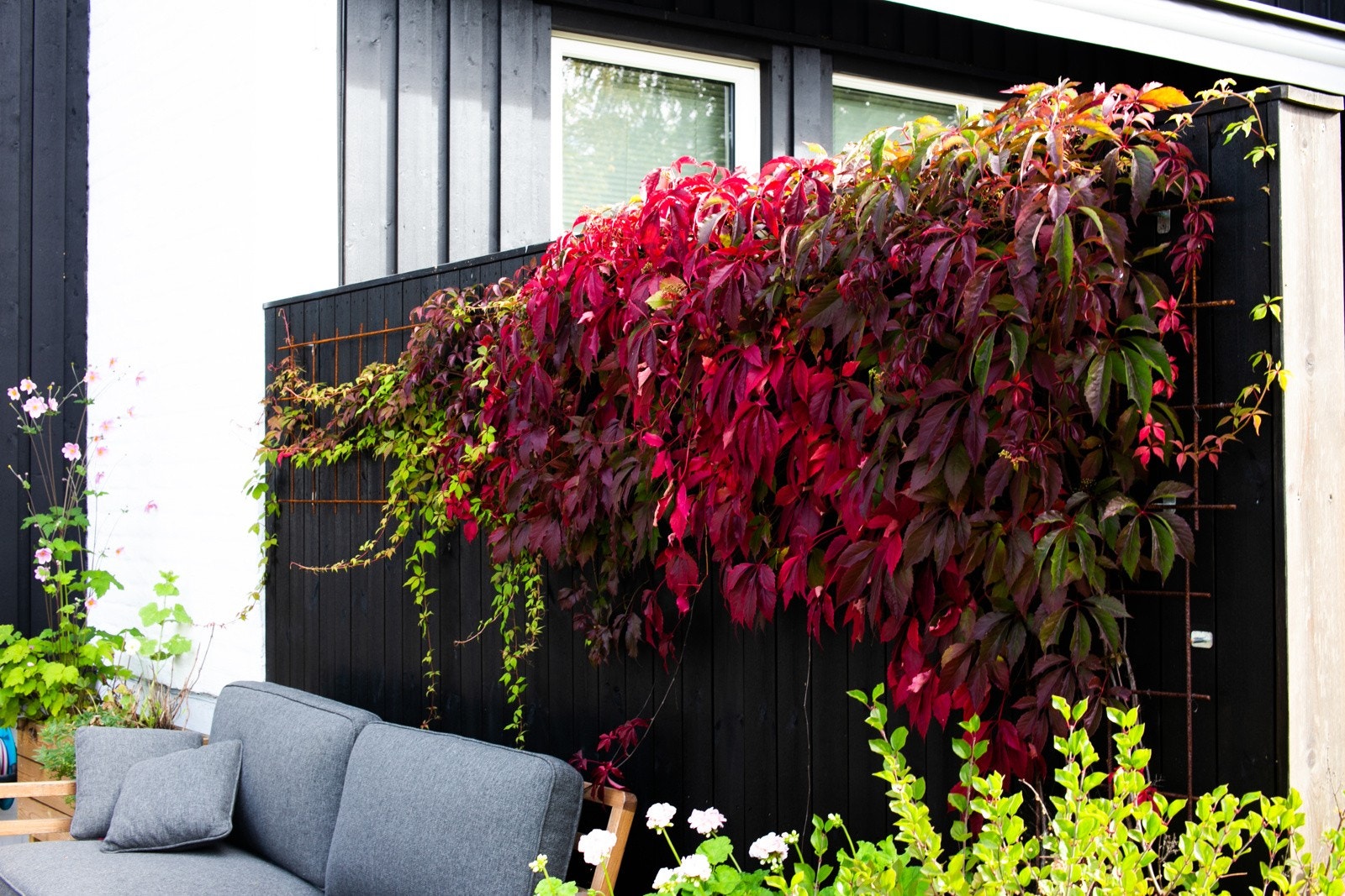 Klatreplanter på skilleveggen på høsten. Galleribilde