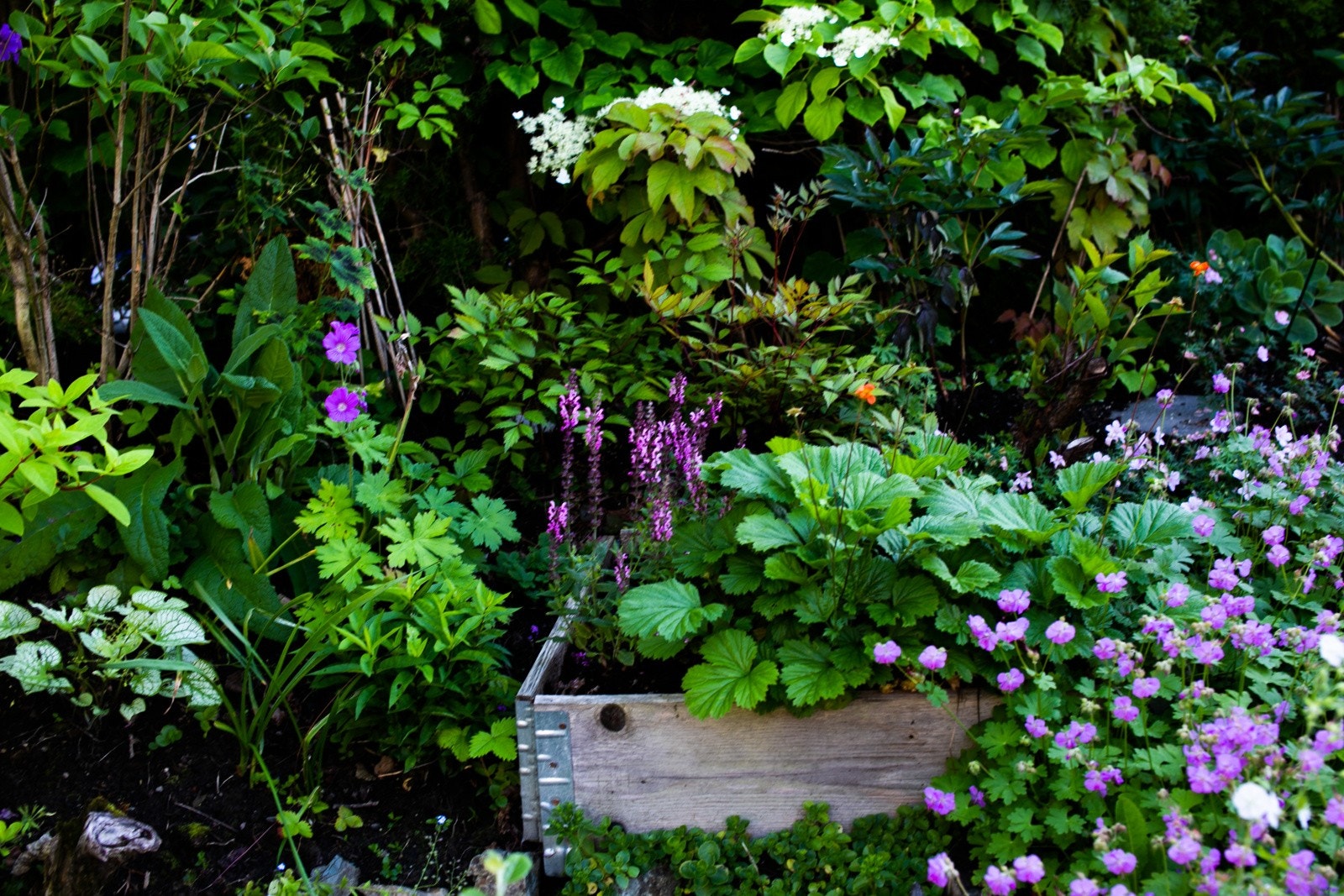 Det er frodig beplatning i røysa mot naborekken i syd. Galleribilde