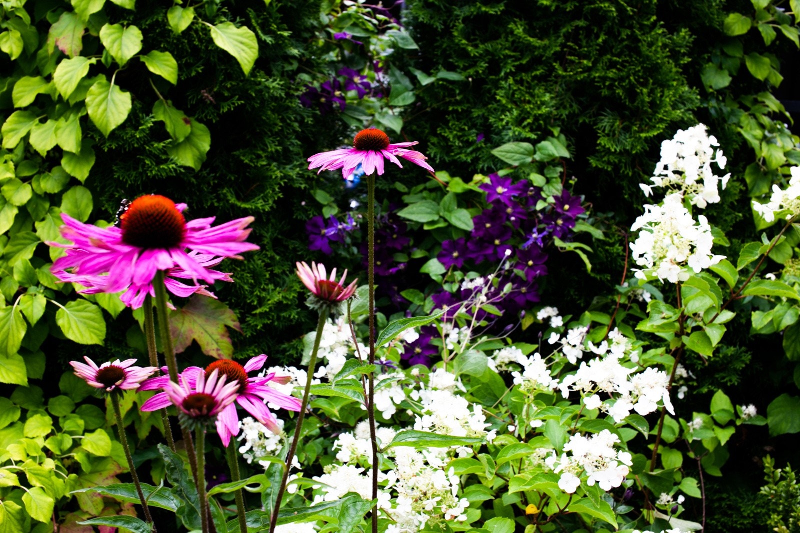 Sommerblomster i hagen. Galleribilde