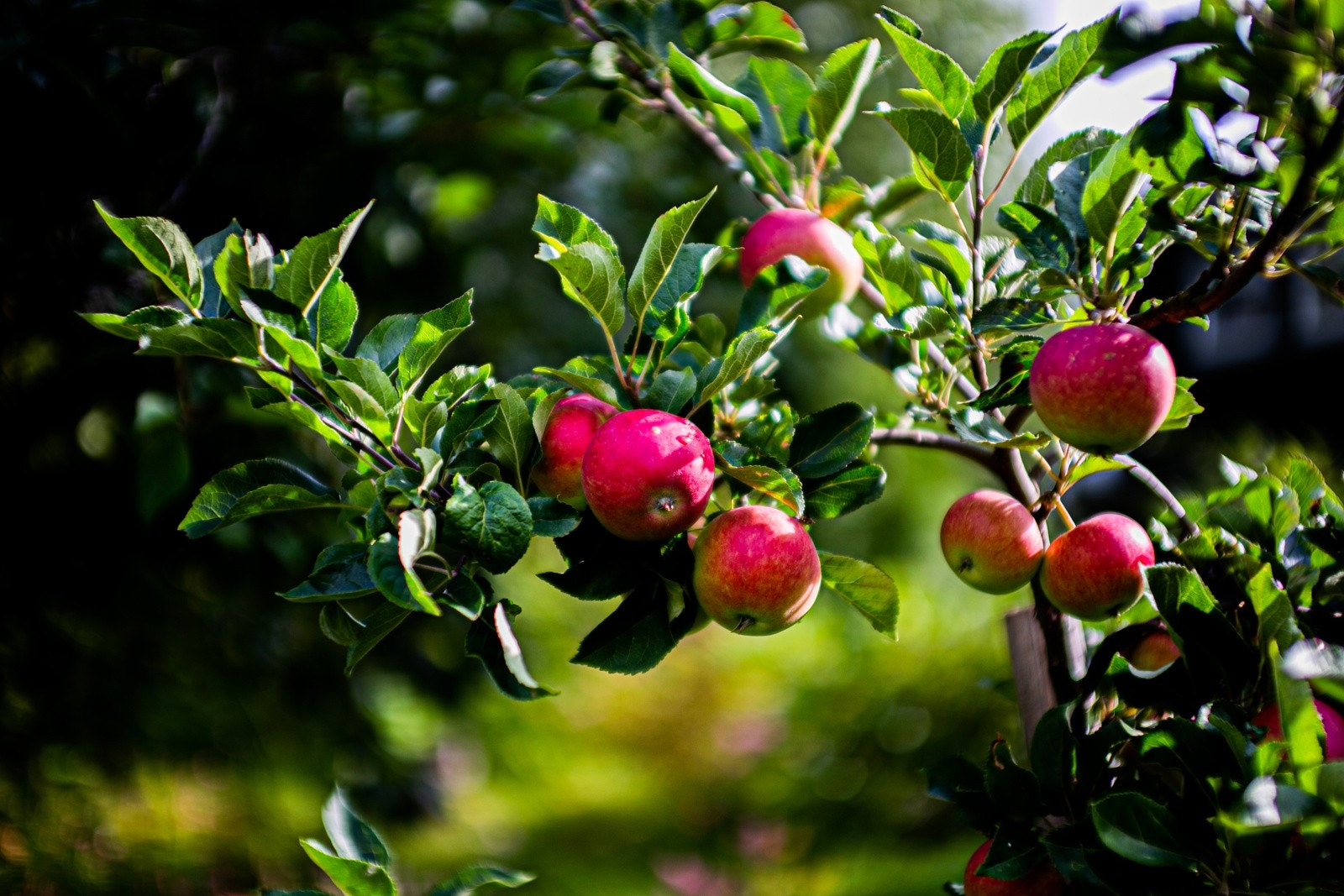 Selgers bilder fra den herlige hagen! Galleribilde