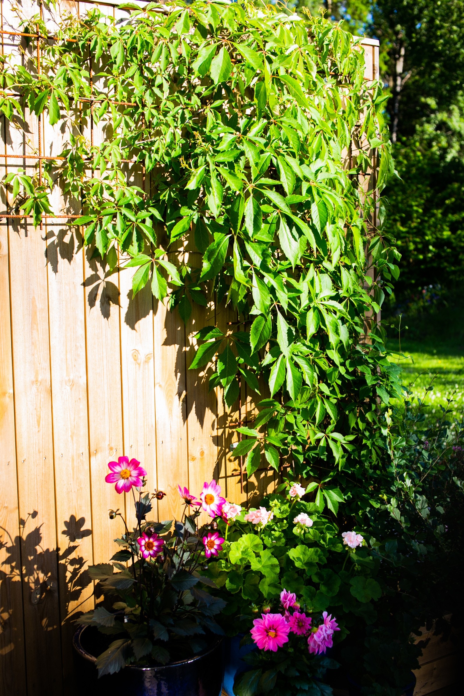 Skillevegg med vakre klatreplanter. Galleribilde