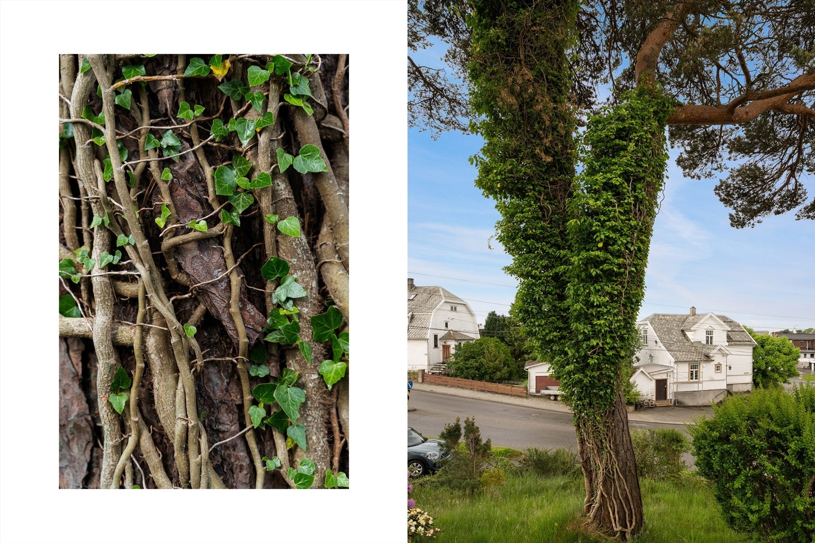 Det er flere nydelige, store tær på eiendommen. Galleribilde