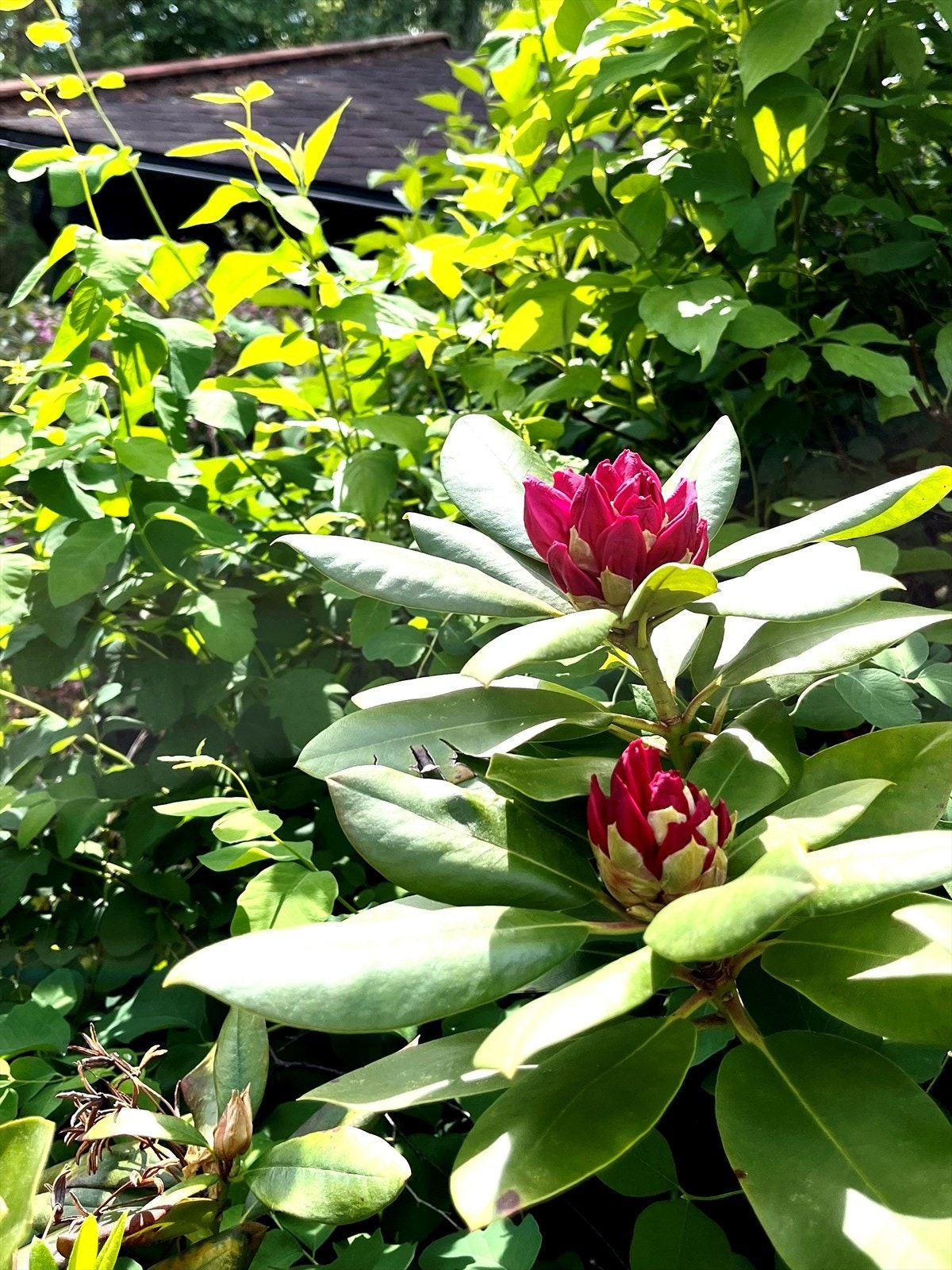 Nydelig hage med mye forskjellig beplantning Galleribilde