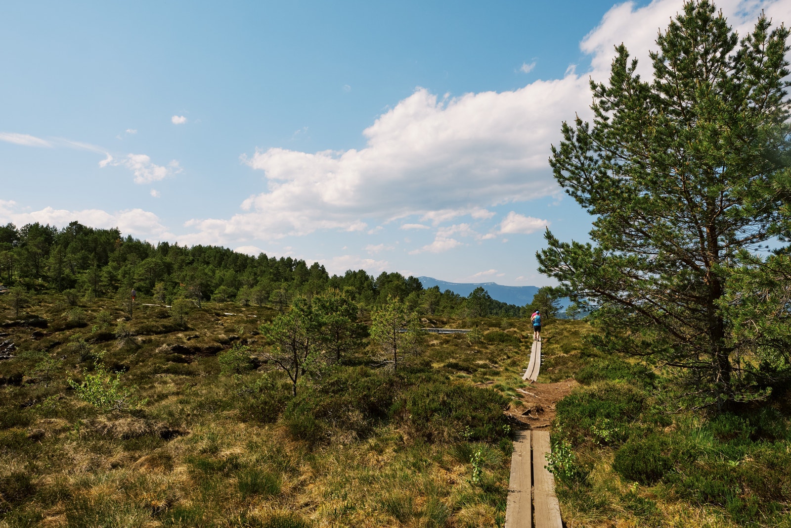 Holstoppen Galleribilde