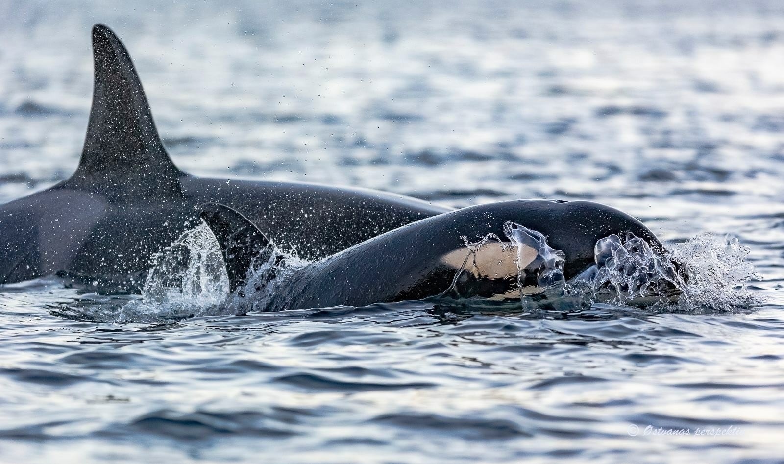 Spekkhoggere – et vanlig syn.
Killer whales – a common sight. Galleribilde