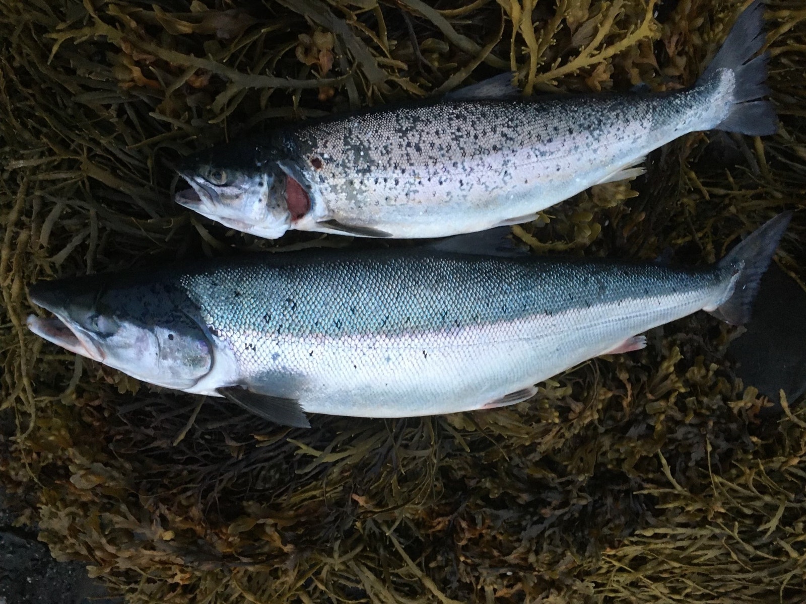 Laks.
Salmon. Galleribilde