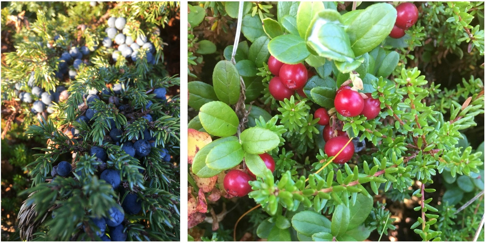 Einebær og tyttebær.
Juniper berries and cranberries. Galleribilde
