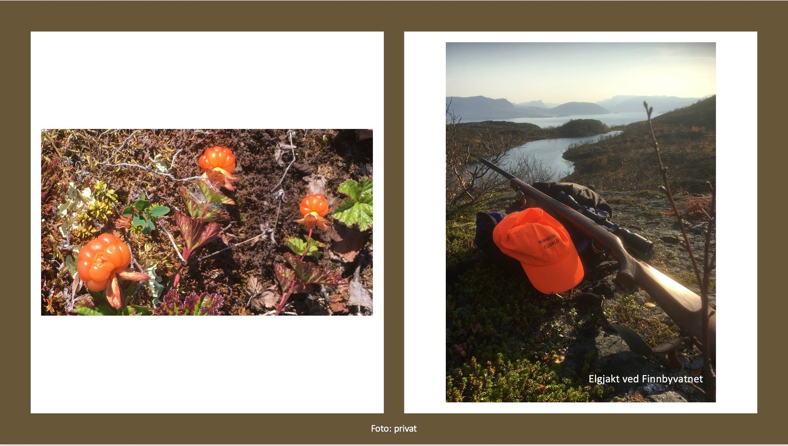 Molter og elgjakt.
Cloudberries and moose hunting. Galleribilde