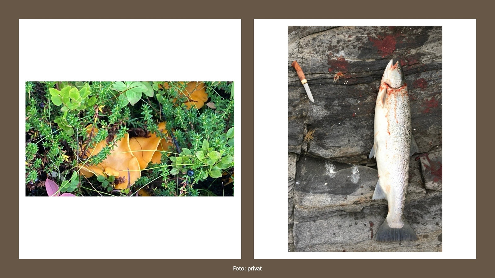Her kan man sanke sopp og prøve fiskelykka.
Here you can pick mushrooms and try your luck fishing. Galleribilde