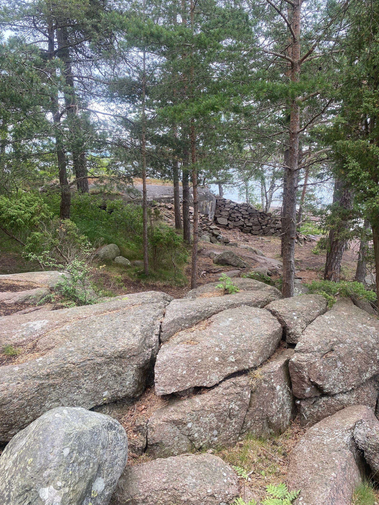 Bunkers i skogen Galleribilde
