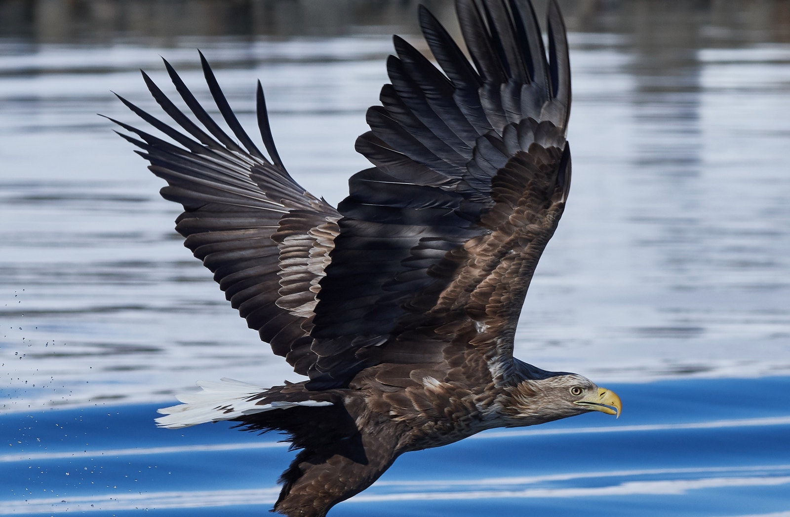 Havørn.
Sea eagle. Galleribilde
