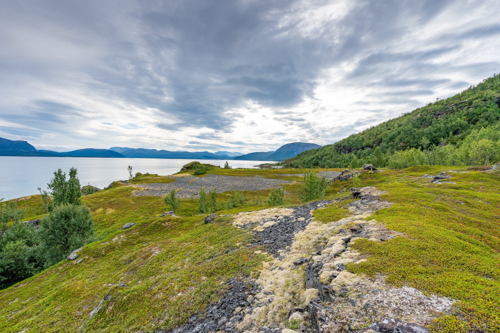 Reinlav.
Reindeer lichen. Galleribilde