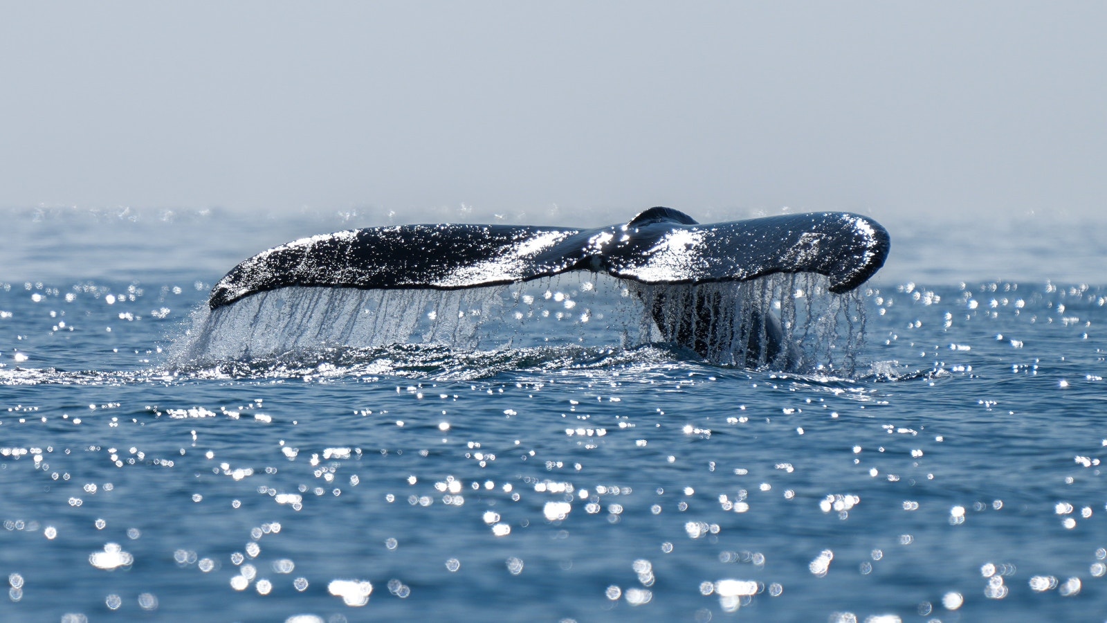 Knølhvalen oppholder seg i området fra november til januar.
The humpback whale stays in the area from November to January. Galleribilde