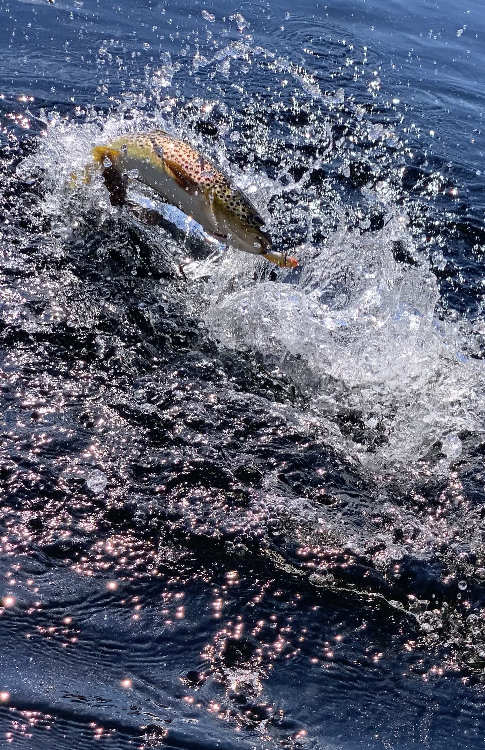 Fin ørret på kroken Galleribilde