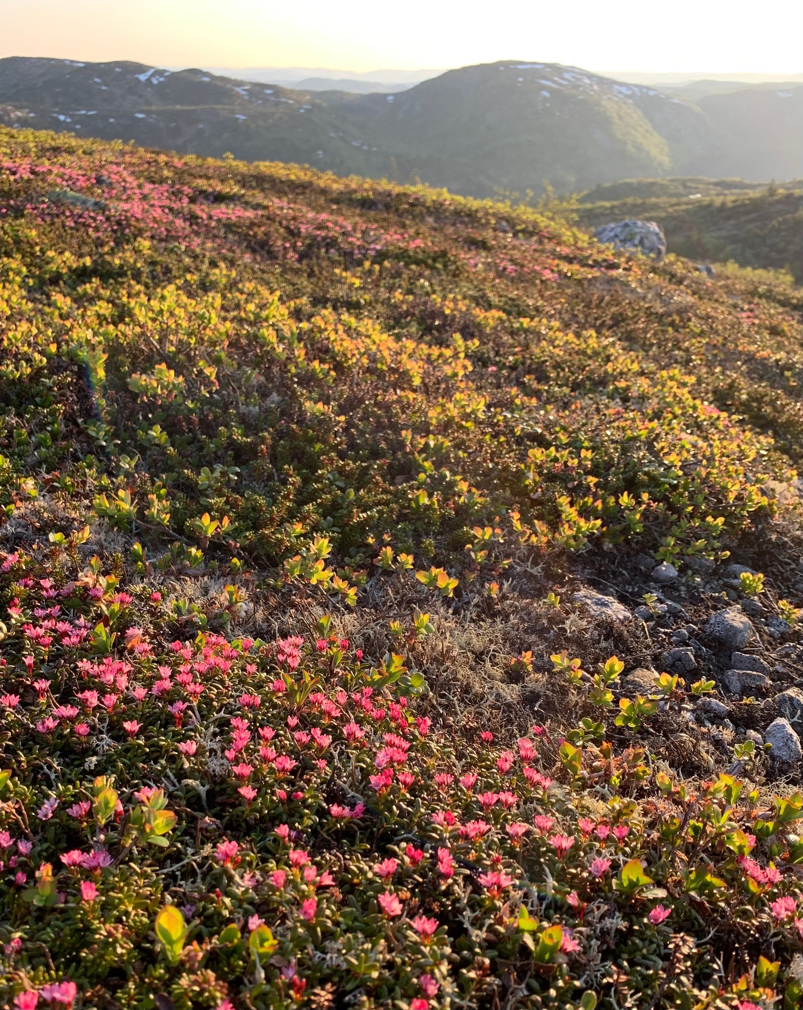 Heia kledd i greplyngblomstring Galleribilde