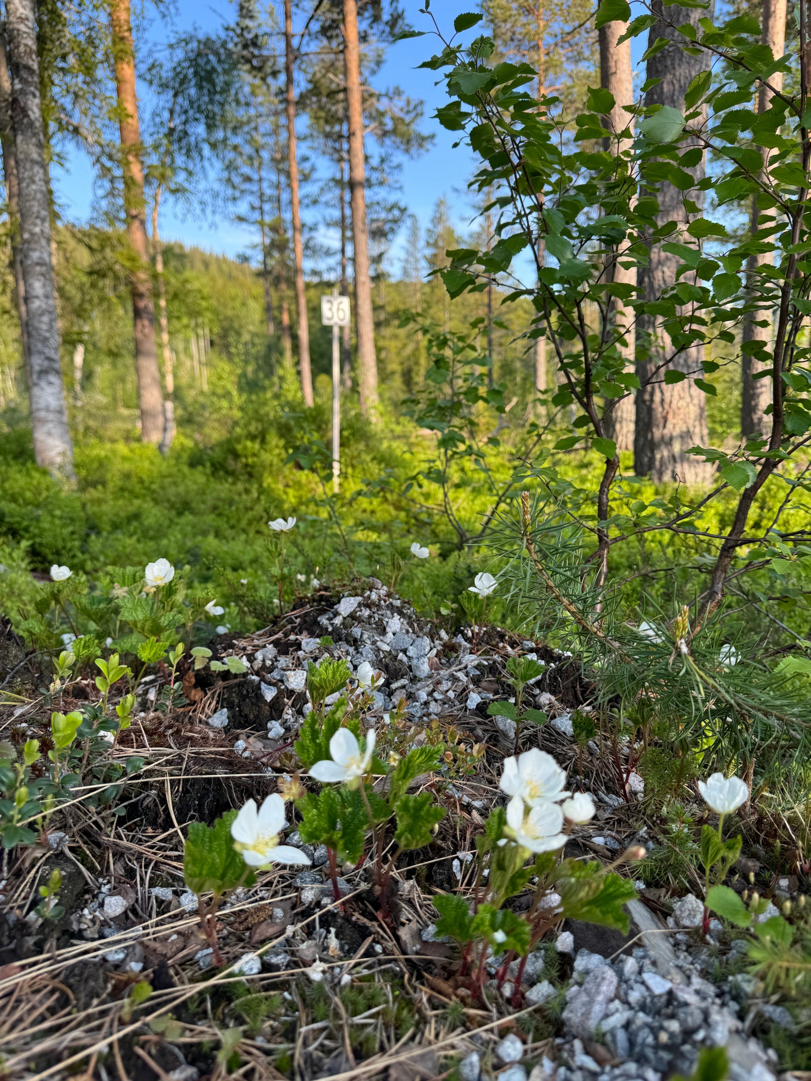Birte 36, her kjem molter på tomta Galleribilde