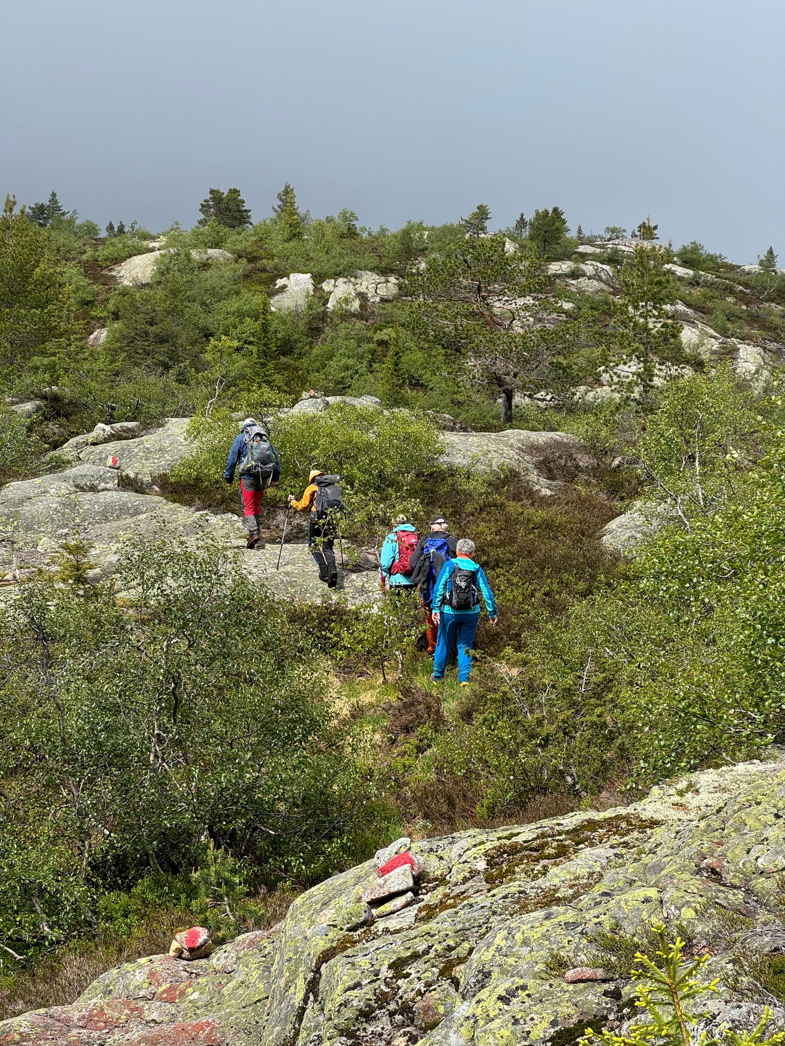 Merka turruter i heia Galleribilde