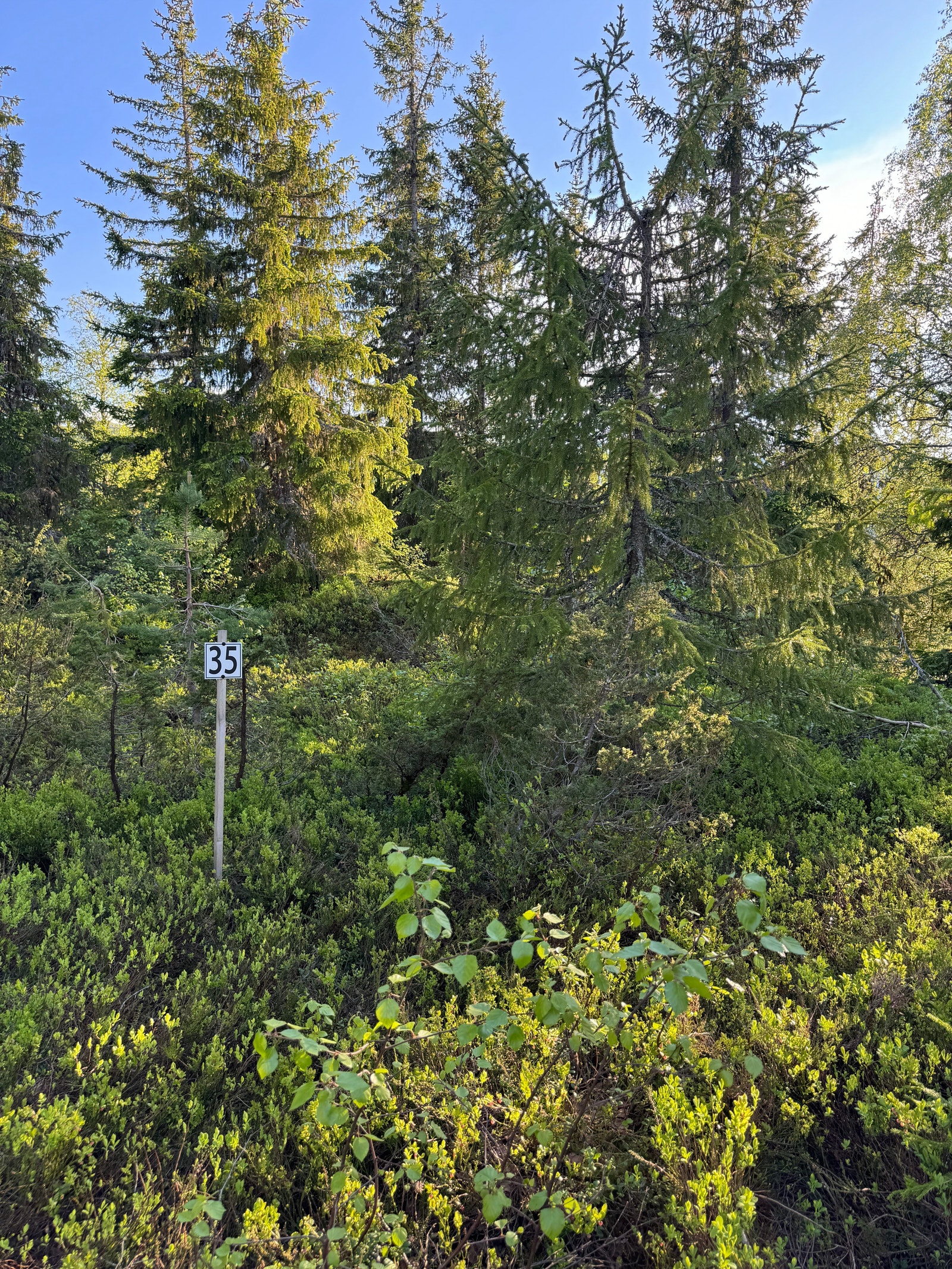 Birte 35 Galleribilde