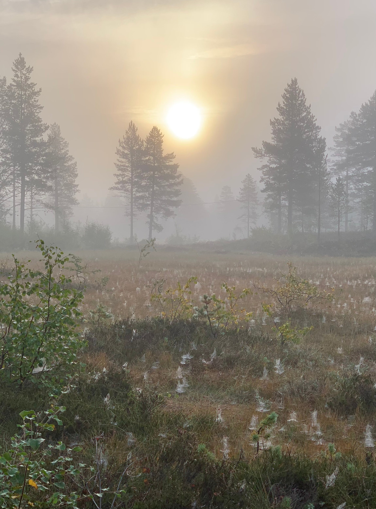 Morgotåke Galleribilde