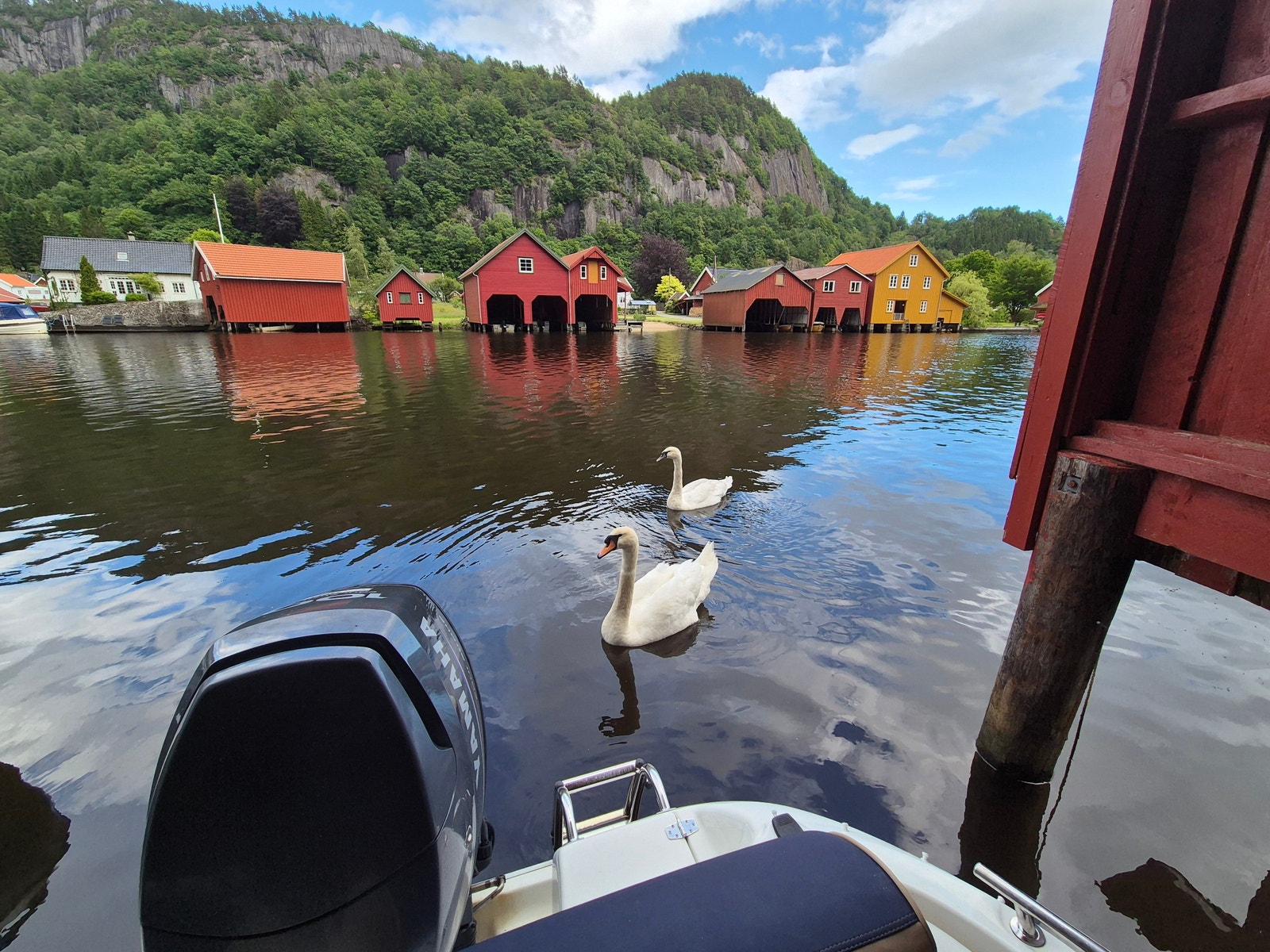 Vakre fredfulle svaner svømmer fra tid til annen forbi Galleribilde