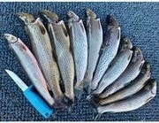 Skoddebergvannet er kjent for gode fiskeforhold hele året. Båt følger med i salget. Galleribilde