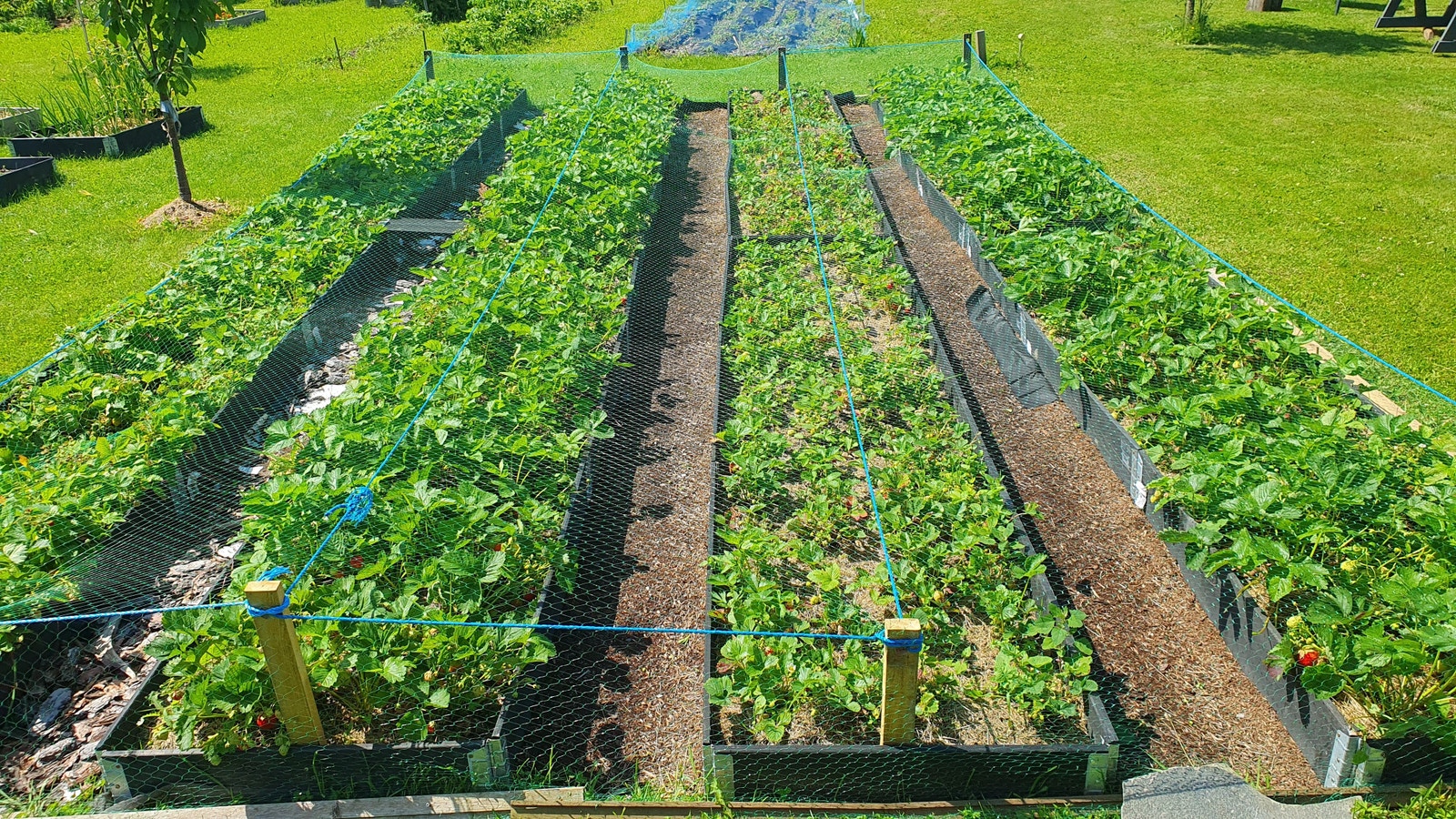 Jordbær-juni-24 Galleribilde