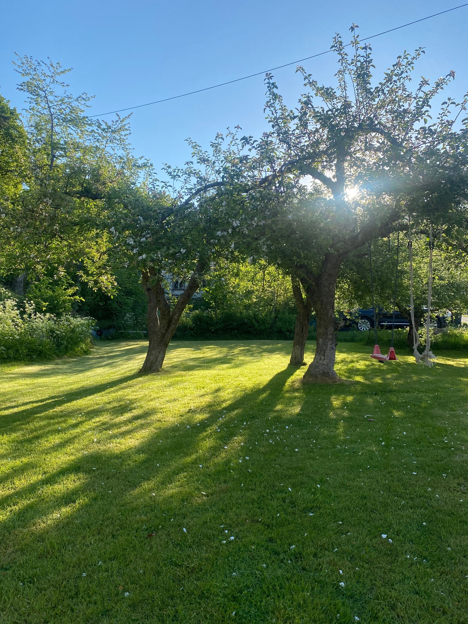 Eplehagen med god plass for lek og moro. Galleribilde