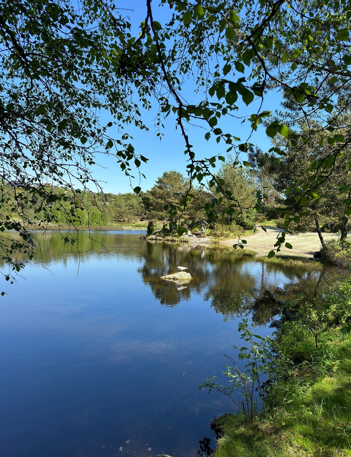 Kvassnesstemma.jpg Galleribilde