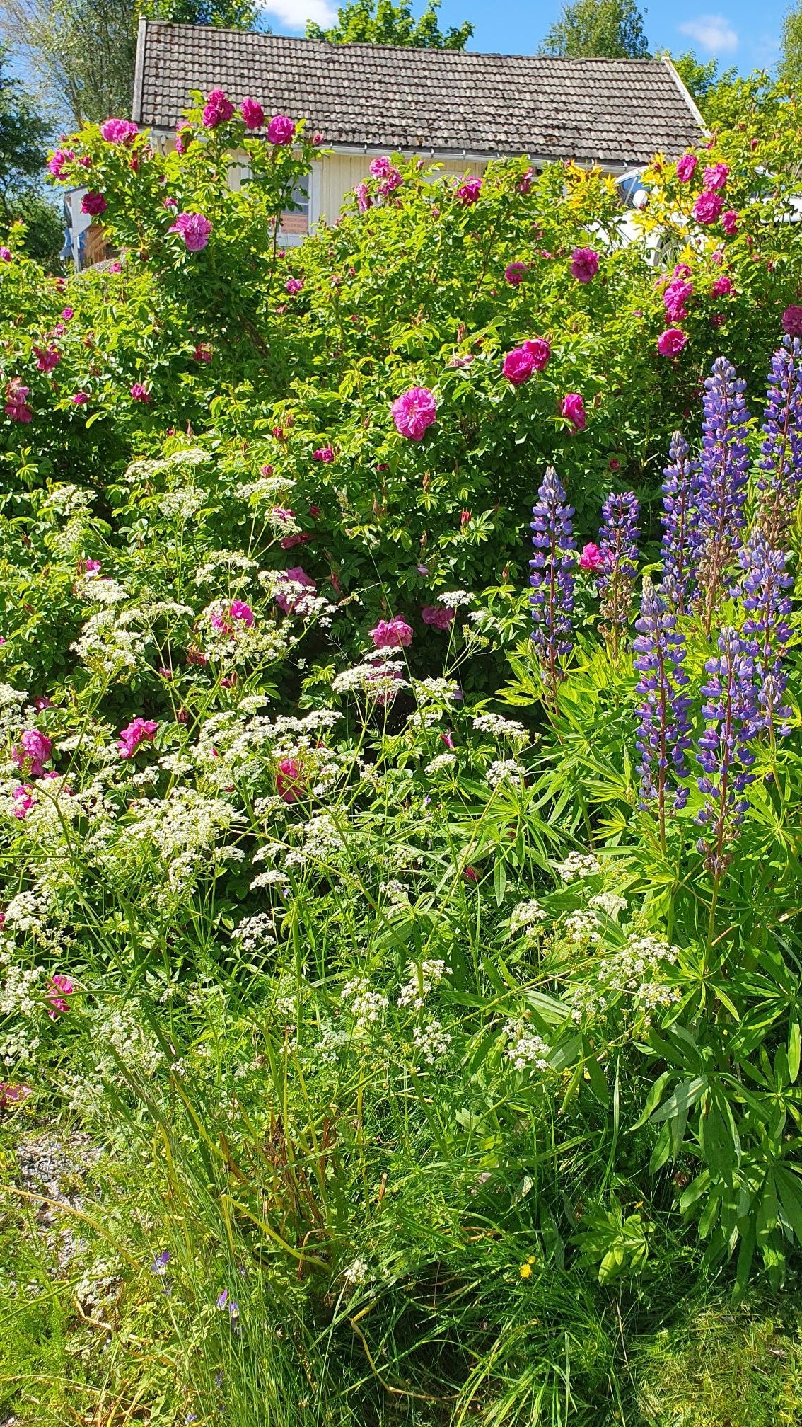 Nyperoser Galleribilde