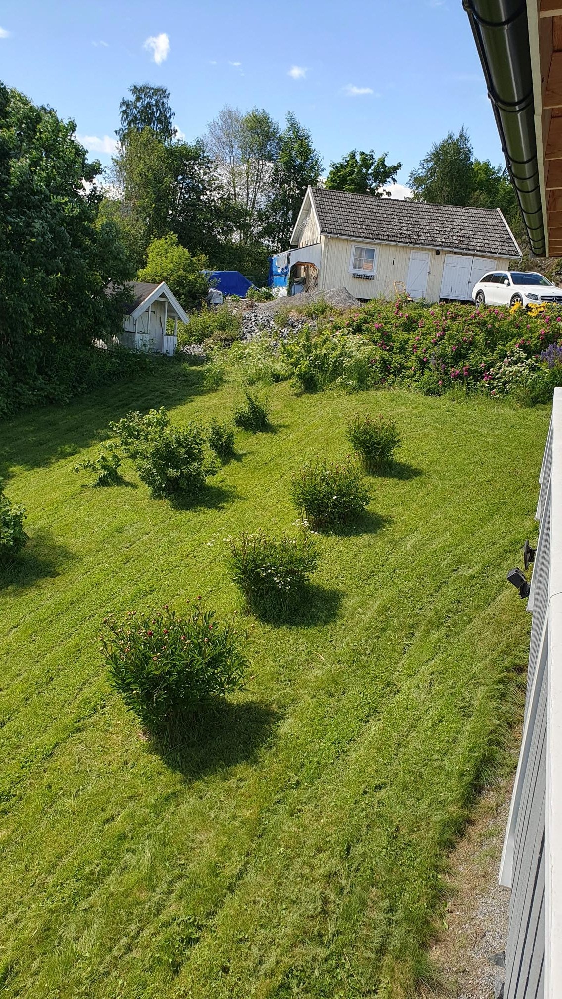 Rips og solbær Galleribilde