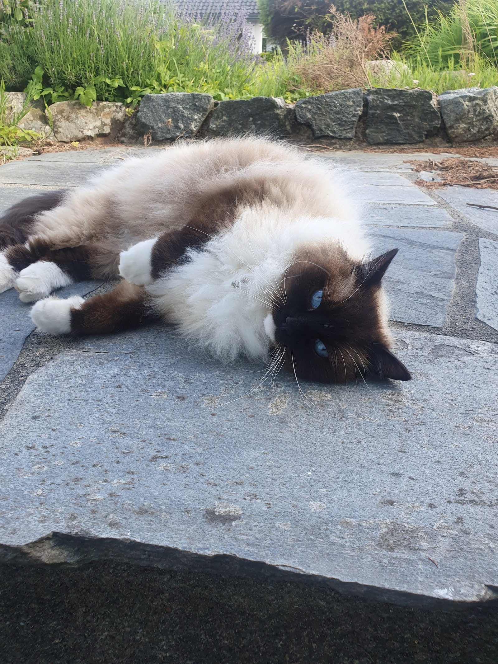 Vi håper leietaker kan sette ut vann og mat til katten. Han trenger ikke slippe inn i huset. Galleribilde
