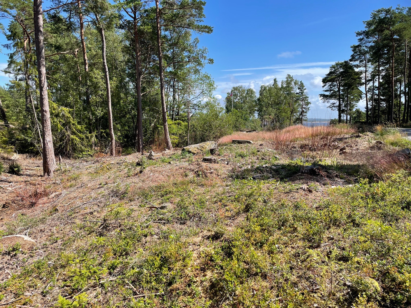 Tomt nr. 12 Galleribilde