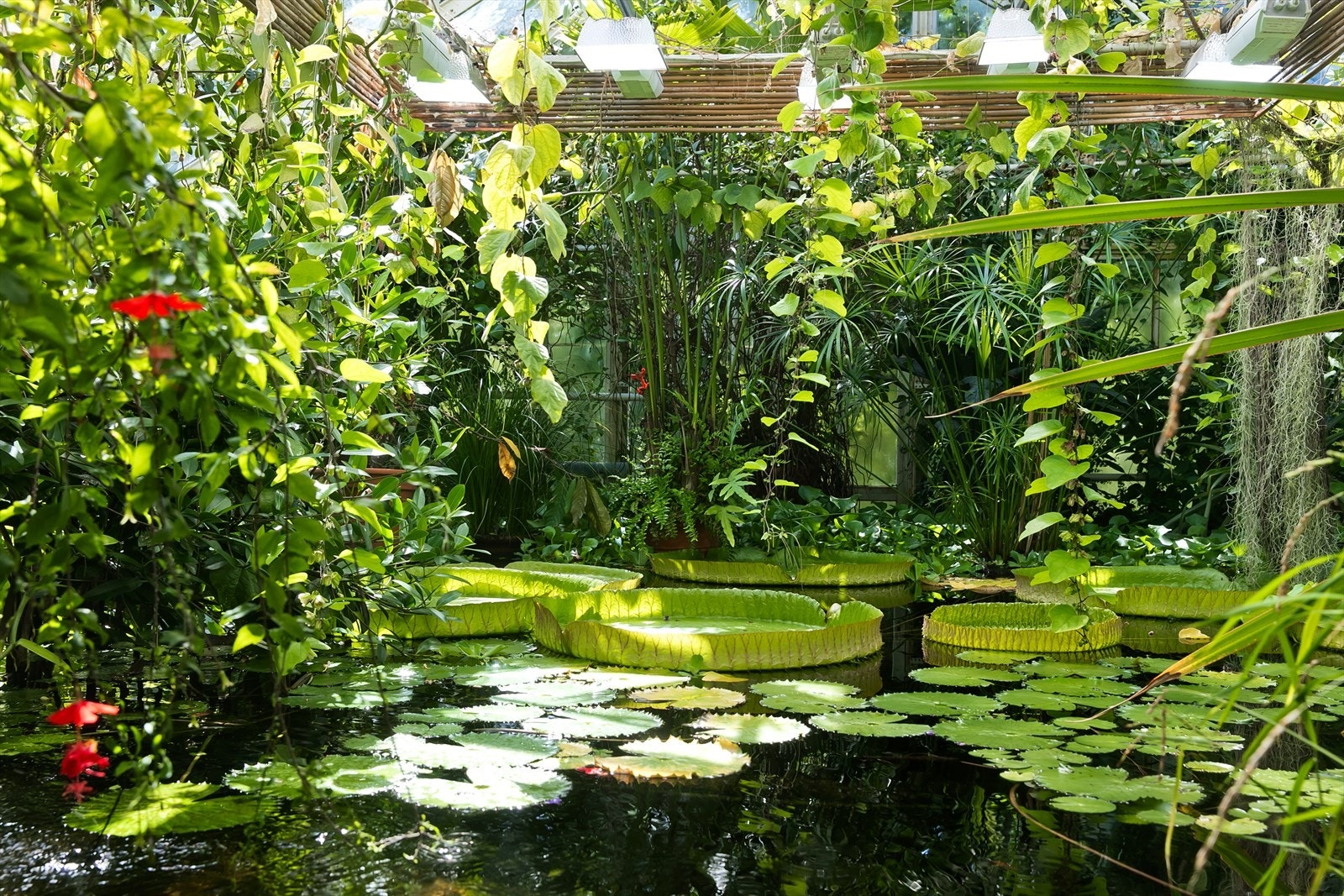Det er gangavstand til Tøyen kulturpark, et grøntområde mellom Ola Narr, Botanisk hage, Caltexløkka kunstgressbane og Kampen park. Dette er det perfekte stedet for herlige dager på sommeren med grilling og sol. Galleribilde