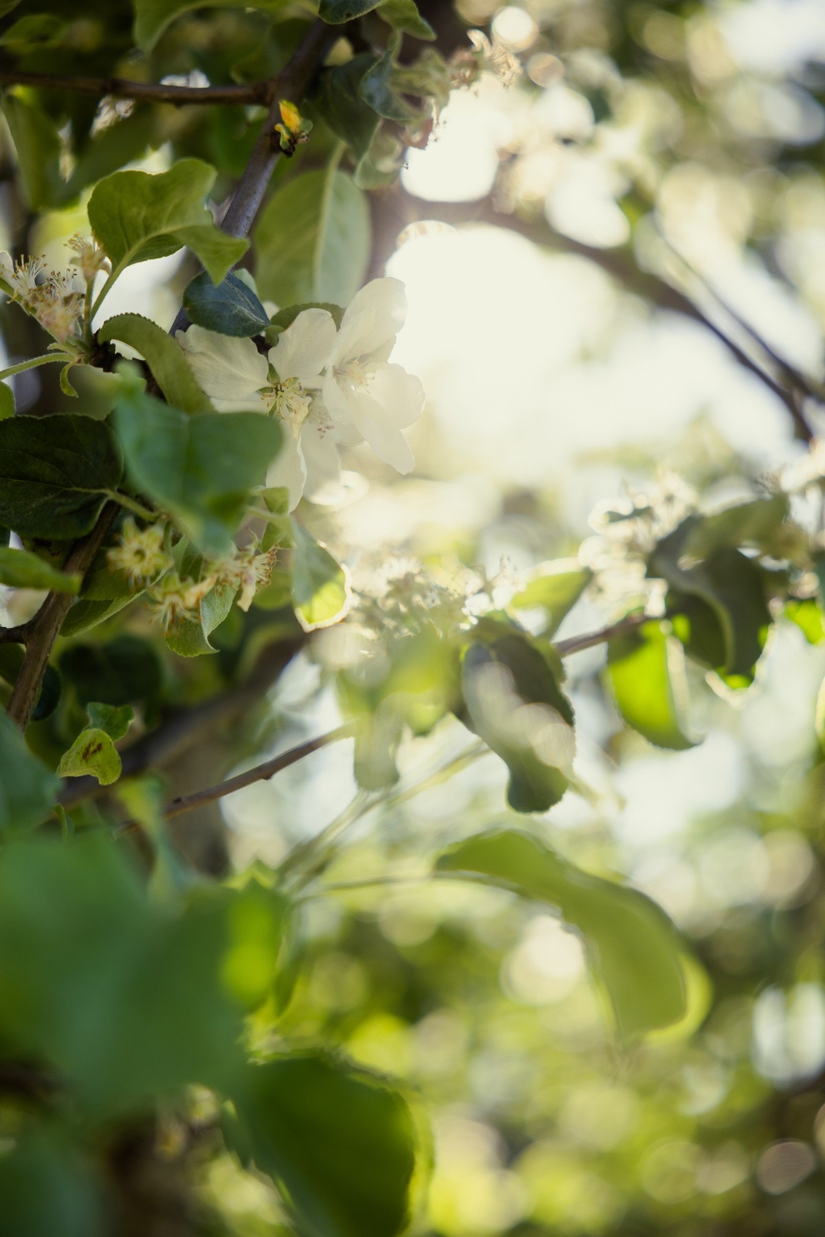 Idyllisk og frodig. Galleribilde