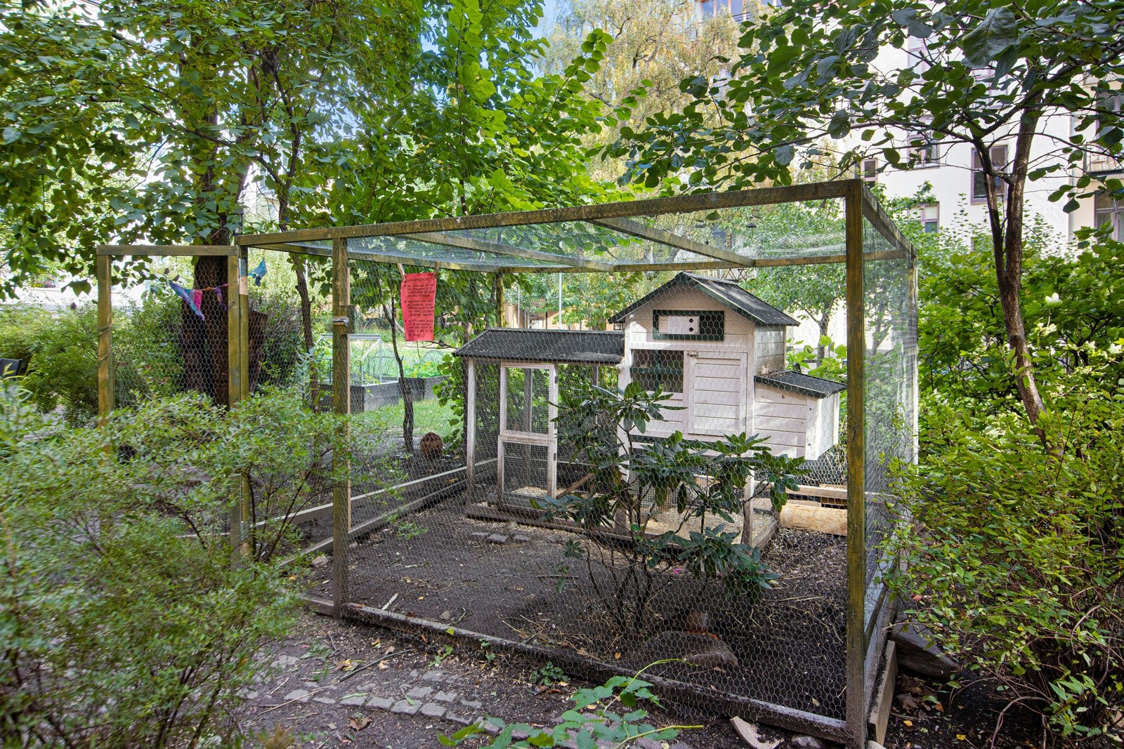 Den felles bakgården har frittgående høner som man gjerne kan delta i stell av mot ferske egg. Galleribilde