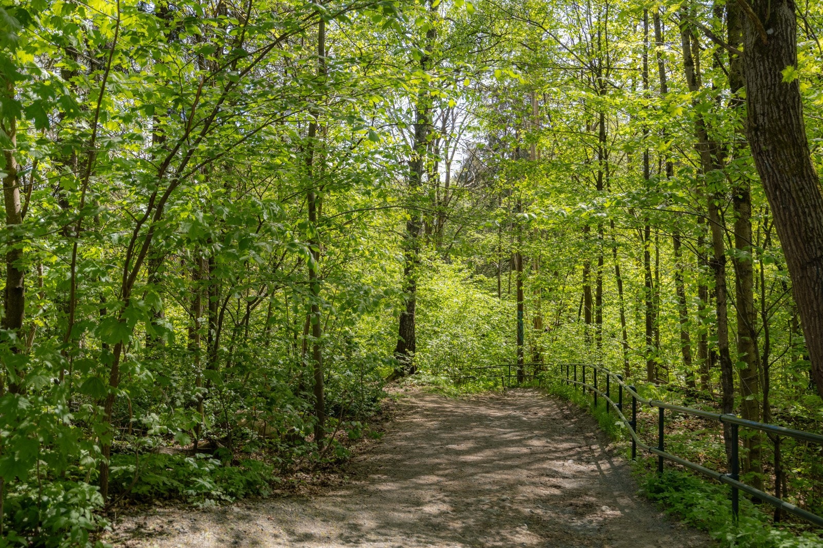 Fra Holmengrenda er det direkte adkomst til turmuligheter. Galleribilde