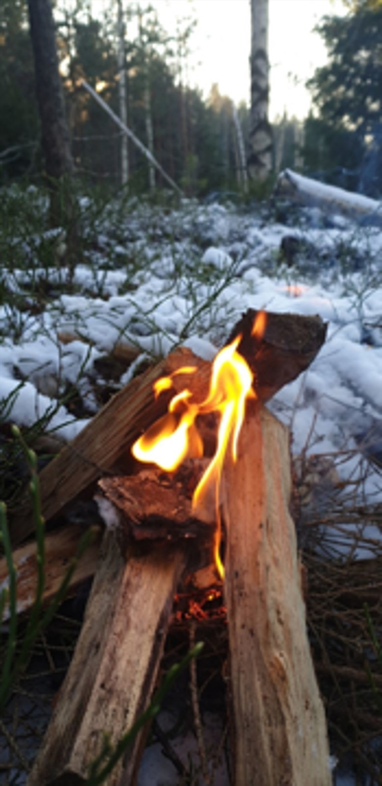 Kjøpere av hytter på Valåsen, vil få mulighet til hundetrening samt fellesjakt på rådyr i privat terreng et par helger hver høst, ca. 15 min unna Galleribilde