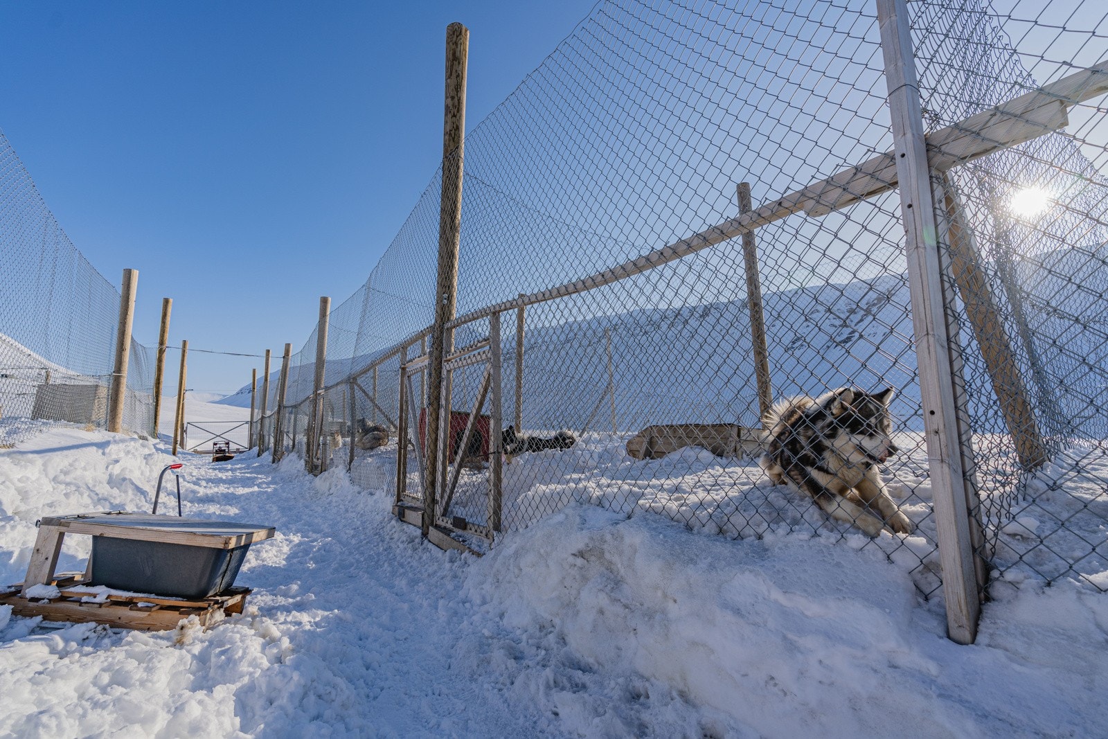 Ordentlig hundefård med gode gjerder og fin plass til de 4-beinte Galleribilde