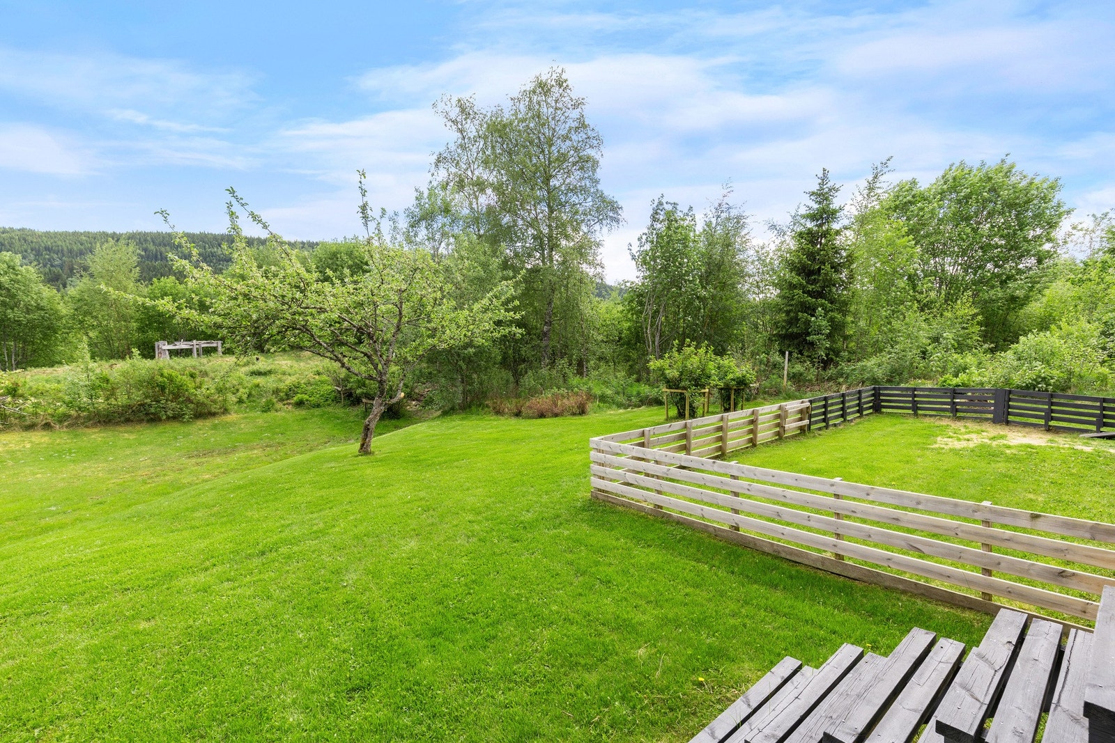 Stor og velholdt plen med frukt trær og bærbusker. Galleribilde